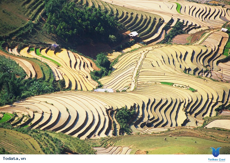 mù cang chải mùa nước đổ